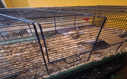 Gerbil rodents for sale: 2 male gerbils  - Image 3