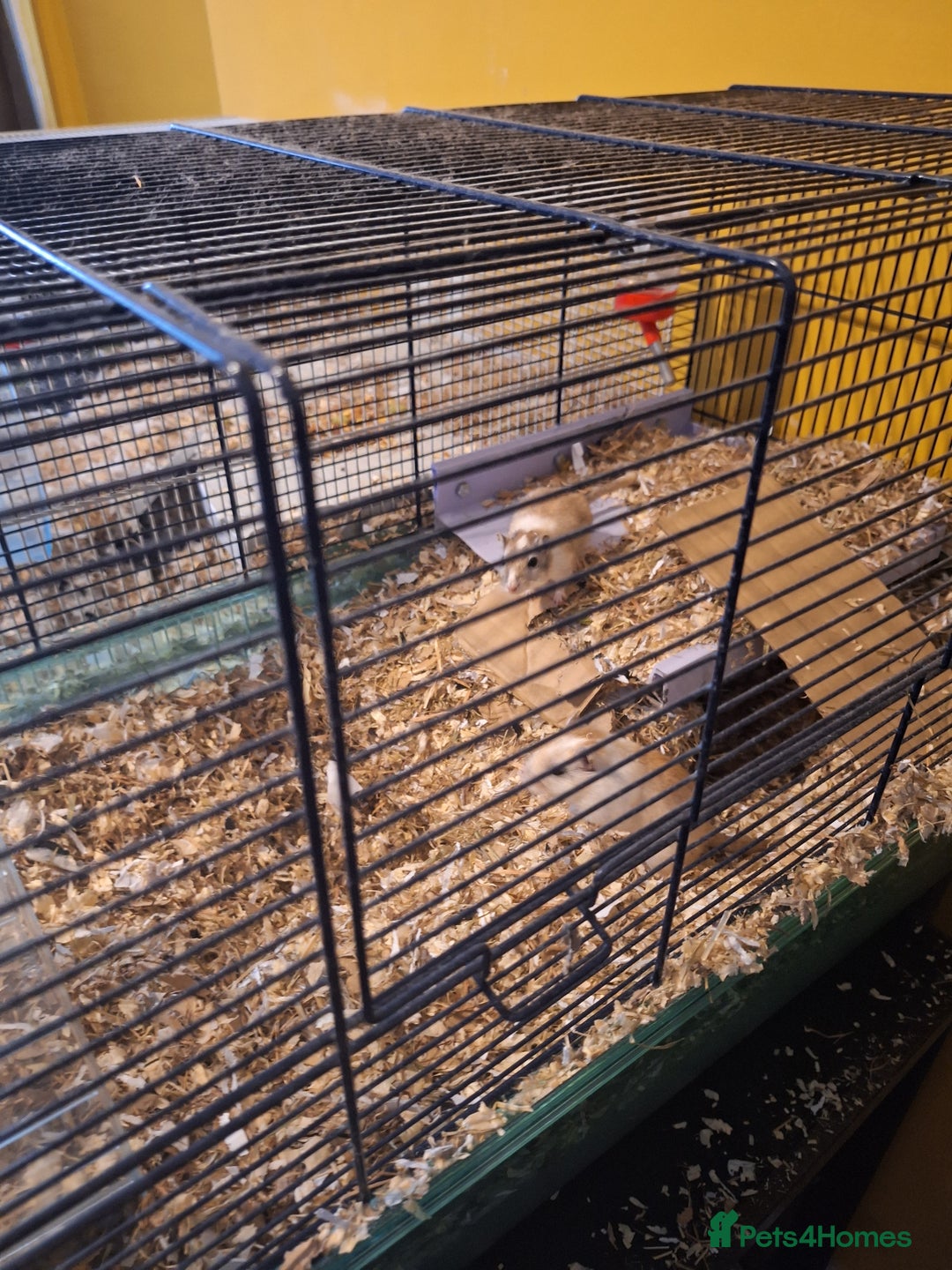 Gerbil rodents for sale: 2 male gerbils  - Image 3