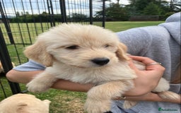 Labradoodle dogs for sale: Labradoodle puppies, health tested parents  - Image 3