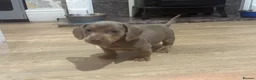 Miniature Dachshund dogs for sale: 🐶🏠 5 Beautiful Miniature Dachshunds 🐶🏠 - Advert 6