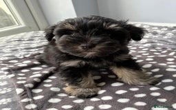 Miniature Schnauzer dogs for sale: LAST BOY READY TO LEAVE - Image 15