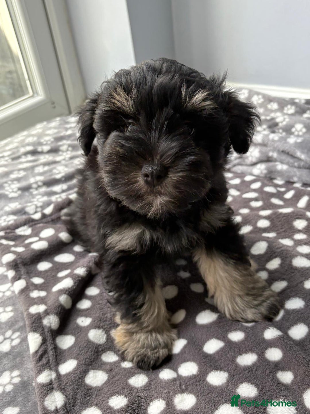 Miniature Schnauzer dogs for sale: LAST BOY READY TO LEAVE - Image 15