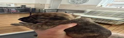 Presa Canario dogs for sale: 7 Gorgeous Chunky Presa Canarios For Sale - Advert 12