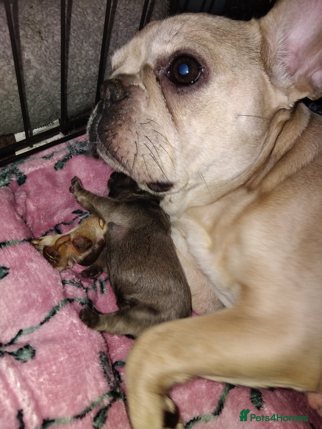 French Bulldog dogs for sale: Frenchie puppies - Image 5