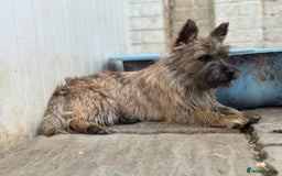 Cairn Terrier dogs for sale: Female Cairn Looking For New Home - Advert 8
