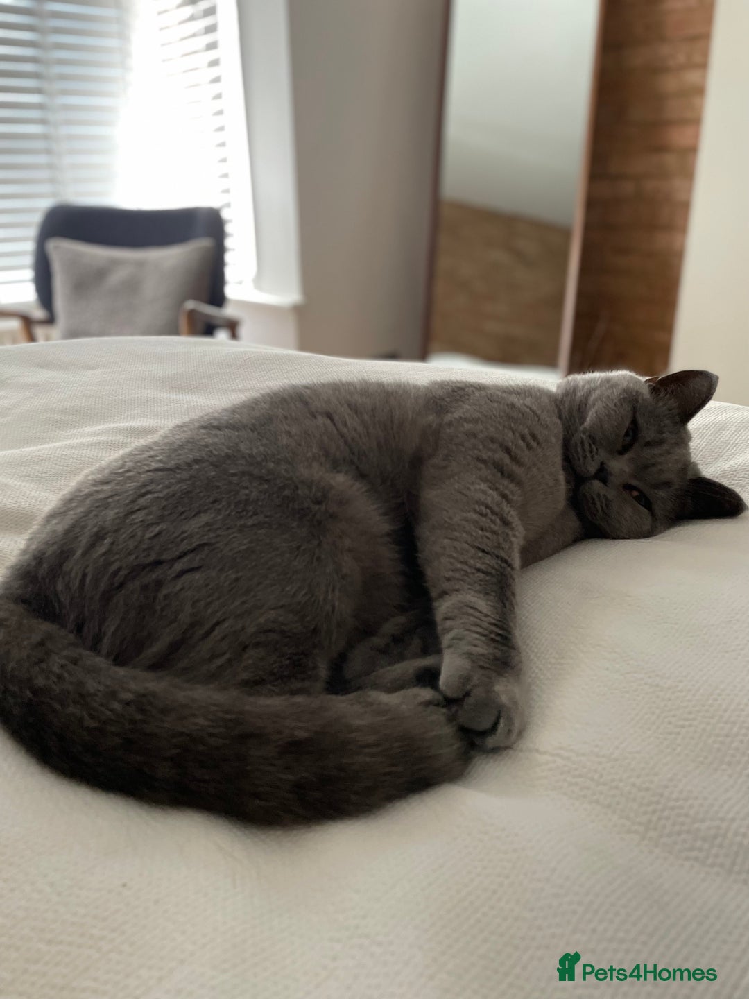British Shorthair cats for sale: Beautiful & Friendly British Shorthair Girl - Advert 3
