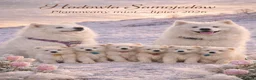 Samoyed dogs for sale: Baby coming  - Advert 3