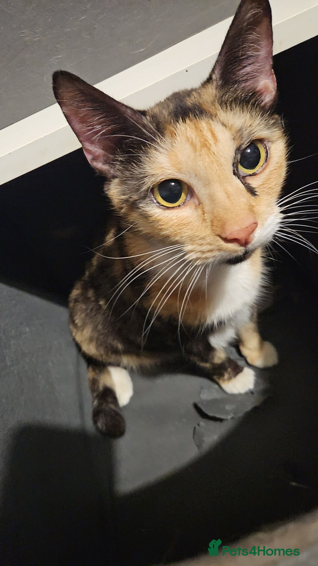 Mixed Breed cats for sale: Kittens ready for forever homes.  - Advert 2