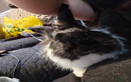 Lionhead rabbits for sale: Snugglebum Phoenix  in Weston-super-Mare - Image 5