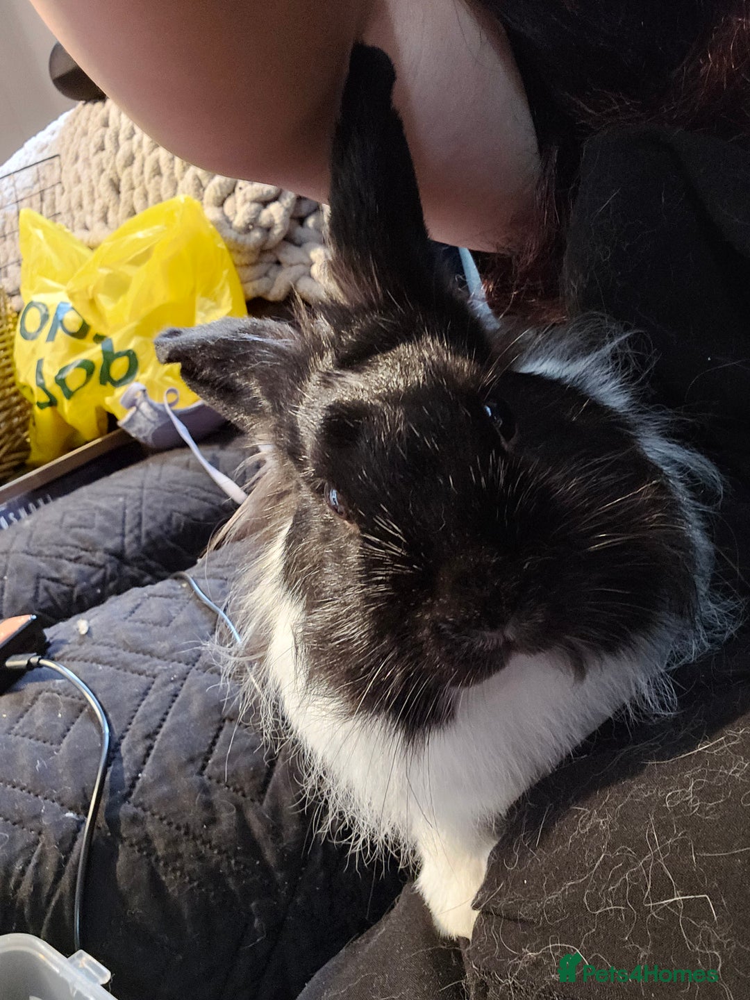 Lionhead rabbits for sale: Snugglebum Phoenix  in Weston-super-Mare - Image 5