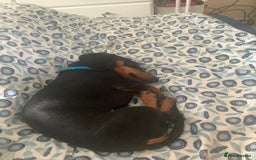 Dachshund dogs for sale: Black and Tan mini dauchound  - Image 6
