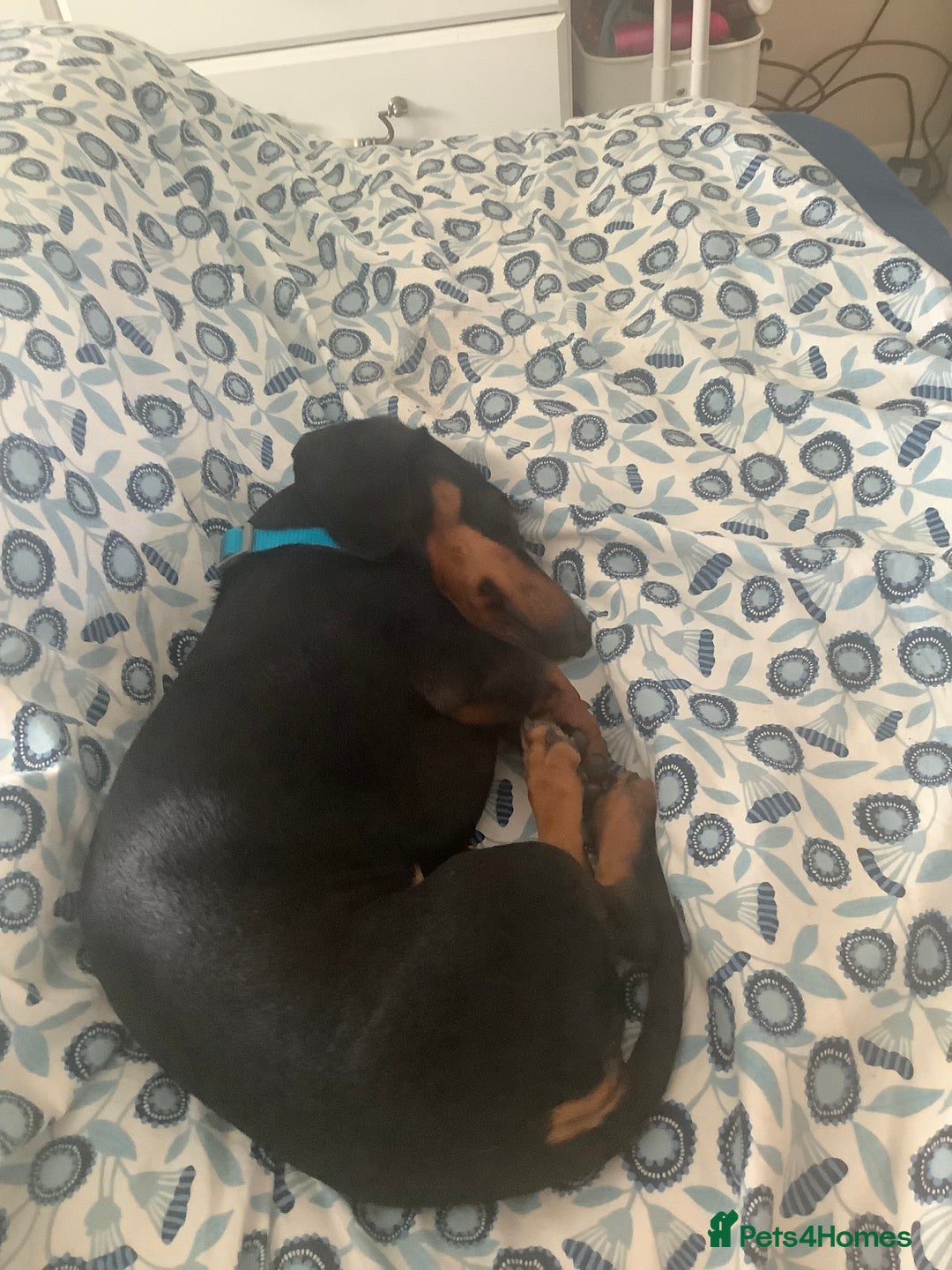 Dachshund dogs for sale: Black and Tan mini dauchound  - Image 6