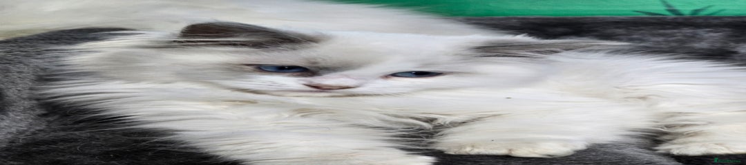 Ragdoll Kitten 3