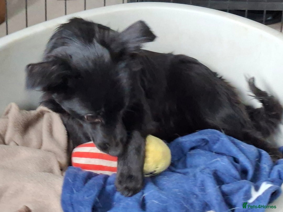 Mixed Breed dogs for adoption: June - north Walsham Norfolk  - Advert 12