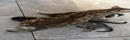 Bengal cats for sale: Beautiful Kittens ready for forever homes. - Advert 10