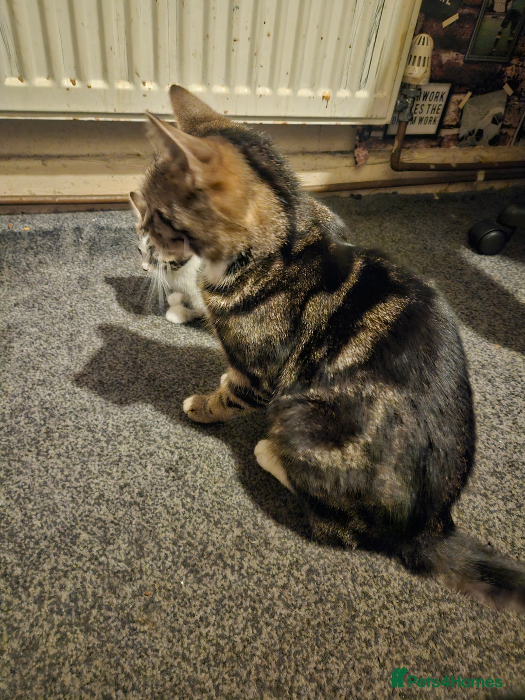 American Shorthair cats for sale: 2 kittens - Advert 5