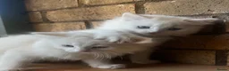 Turkish Angora cats for sale: Kittens available for loving homes - Advert 14