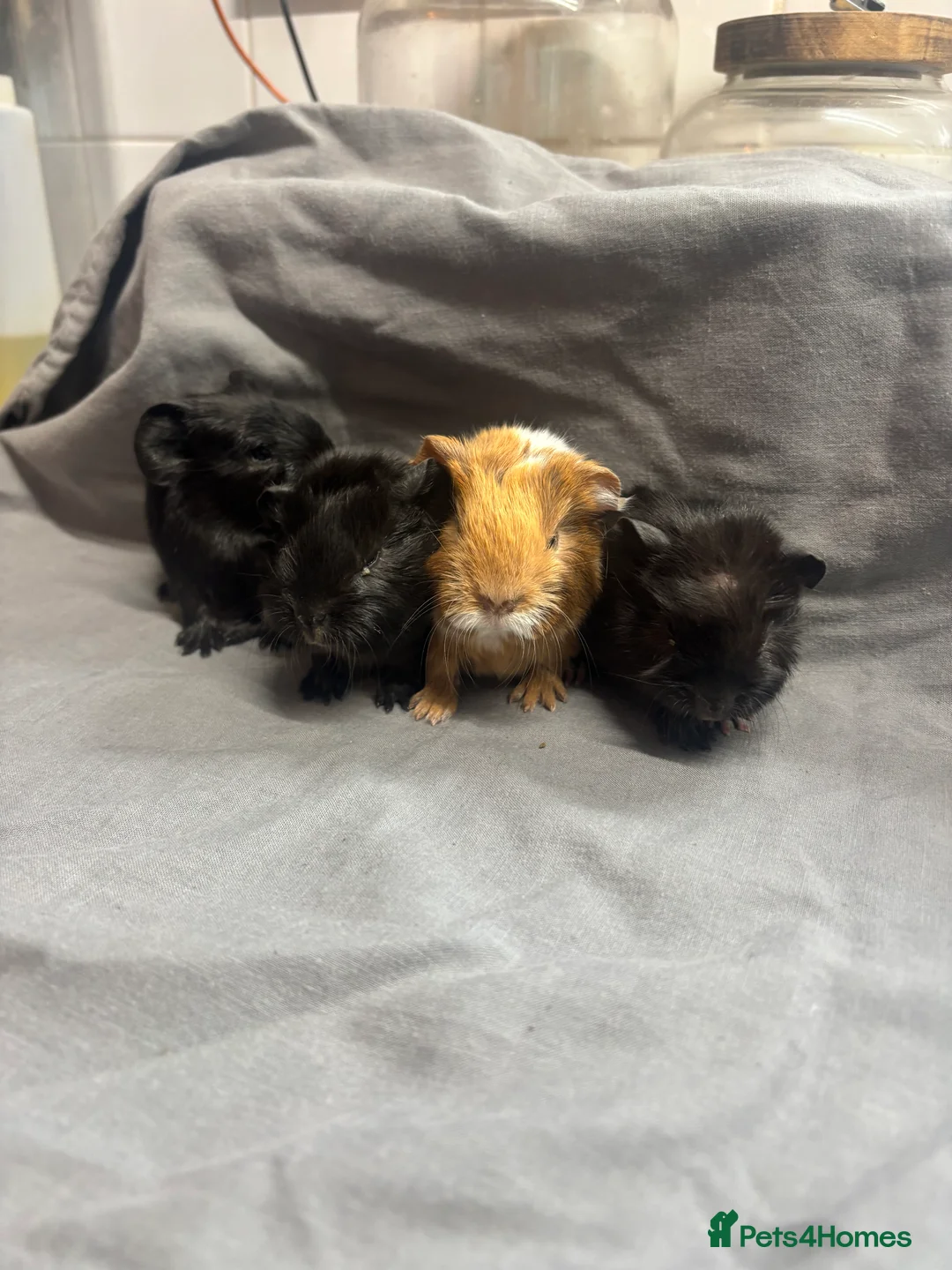 Guinea Pig rodents for sale: Girls ready now  - Advert 13