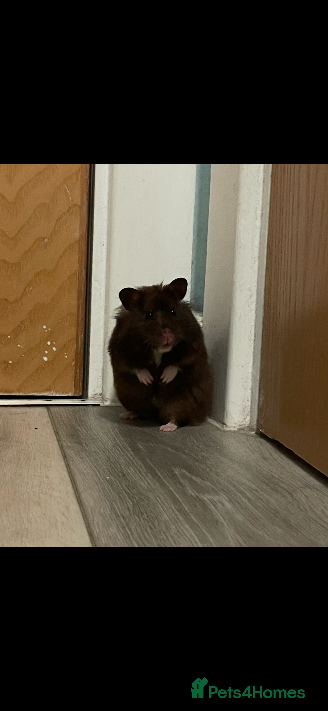 Hamster rodents for sale: Beautiful gentle Female Syrian Hamster with cage  - Advert 1