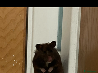 Hamster rodents Beautiful gentle Female Syrian Hamster with cage - Advert 1