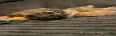 Border Terrier 2