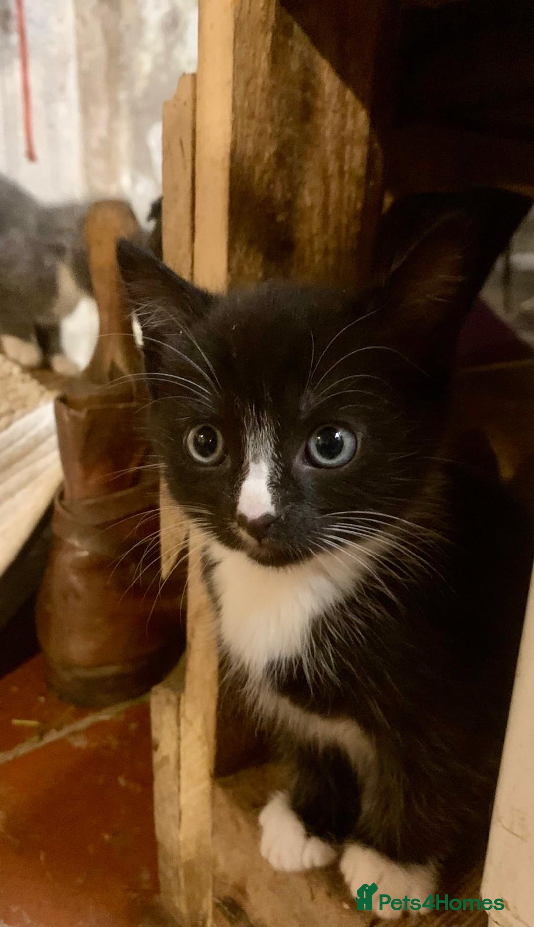 Ragdoll cats for sale: GORGEOUS Ragdoll X kittens - Image 5