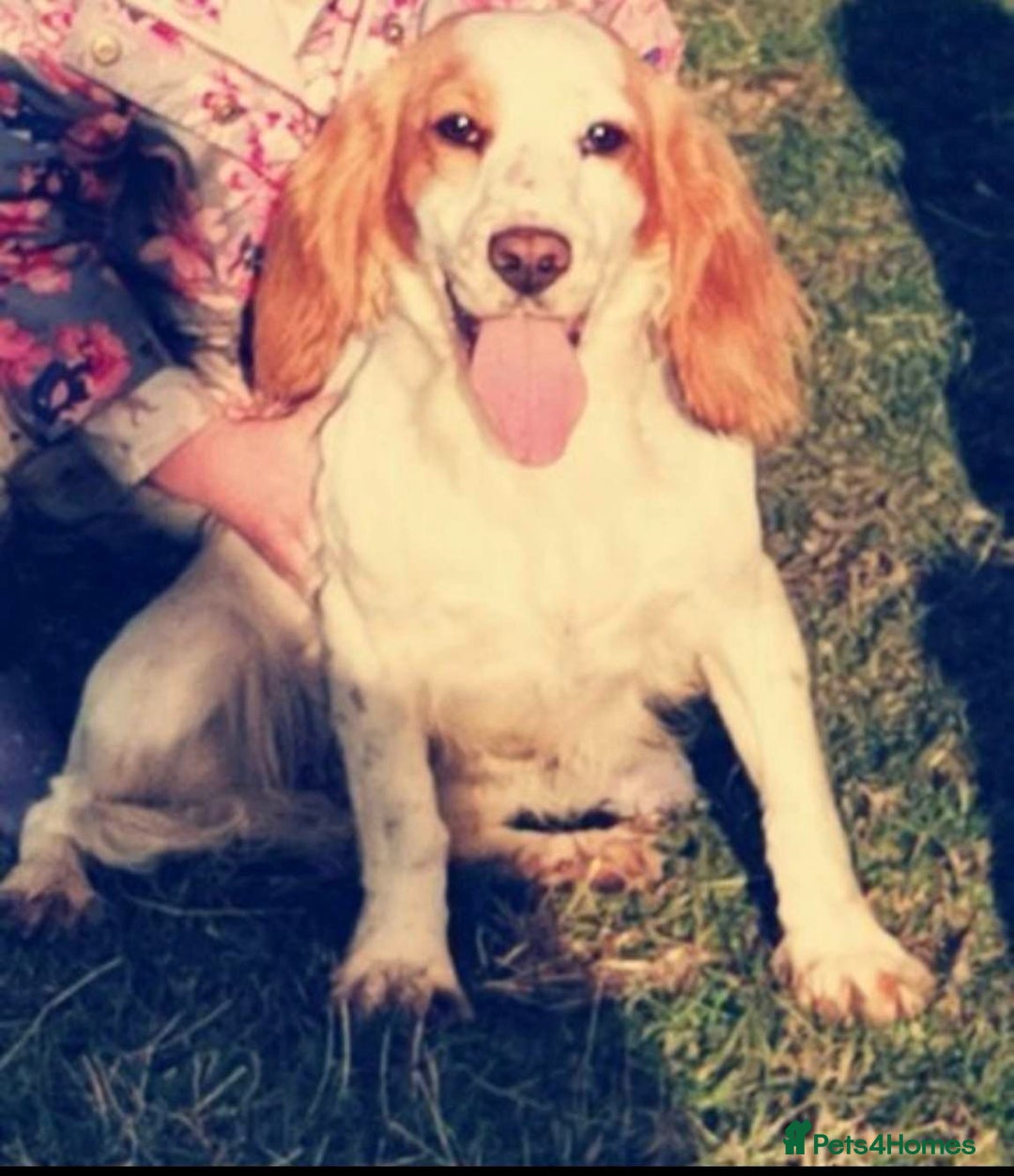 Cocker Spaniel dogs for sale: Beautiful cocker spaniel puppies  - Image 13