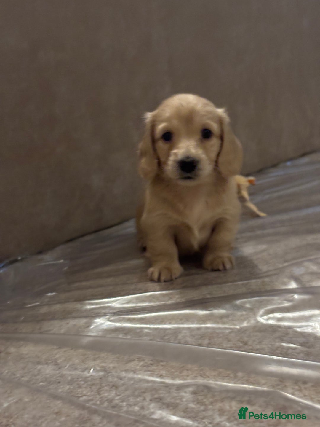 Miniature Dachshund dogs for sale: English cream longhair miniature daschound  - Advert 13