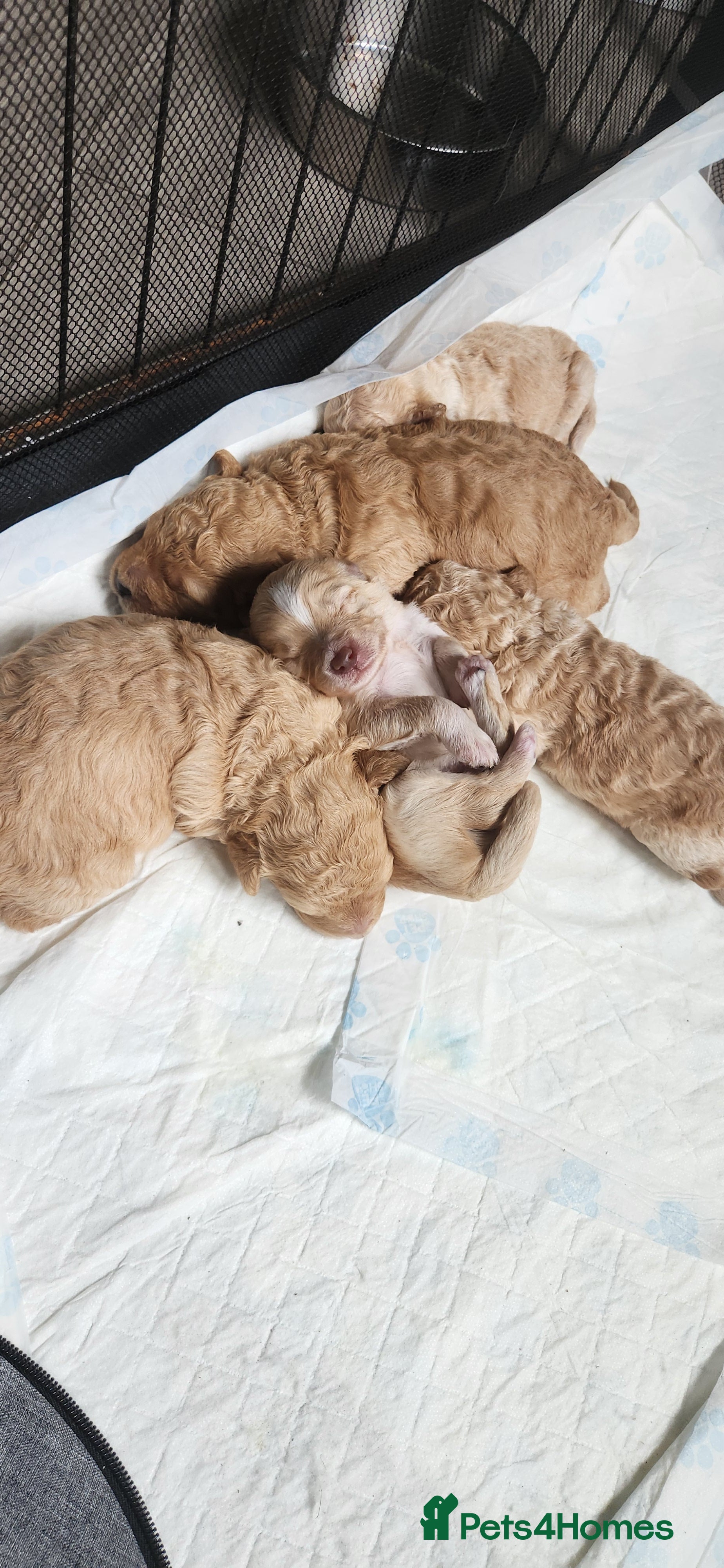 Cockapoo dogs Cockapoo pups for sale - Advert 2