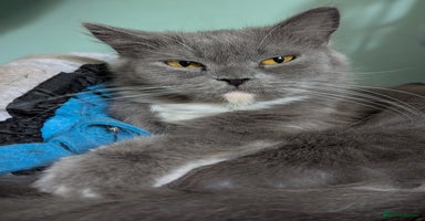 Persian cats - Advert 12