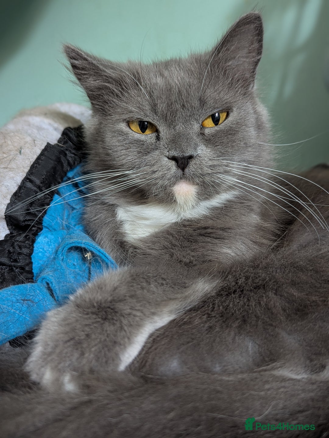Persian cats for sale: Persian female looking for a new home  - Image 3