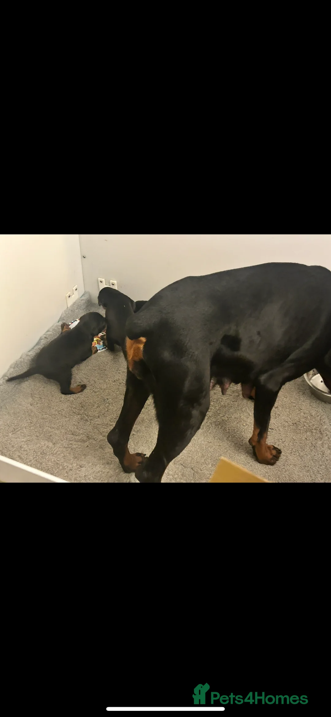 Dobermann dogs for sale: Amazing Dobermann puppies.  - Advert 8