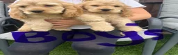 Cocker Spaniel dogs for sale: Cocker spaniel puppies in Wymondham - Advert 4