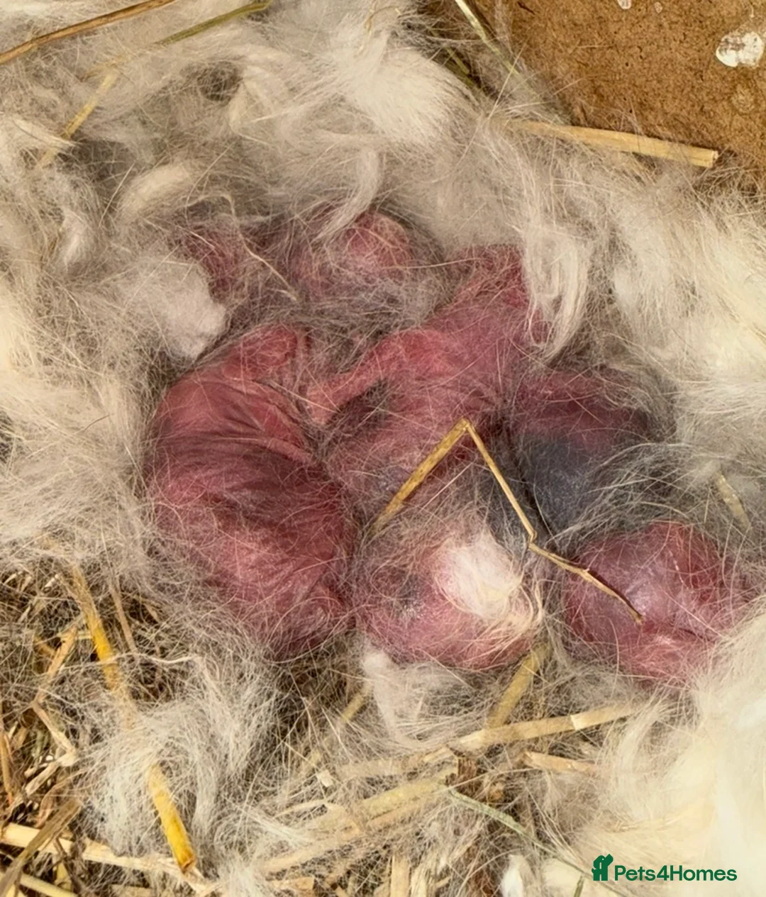 Mini Lop rabbits for sale: 6 beautiful mini lops - Advert 1