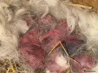 Mini Lop rabbits 6 beautiful mini lops - Advert 4