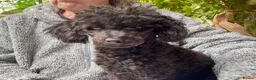 Toy Poodle dogs for sale: Beautiful tiny toy poodle puppies  - Advert 6
