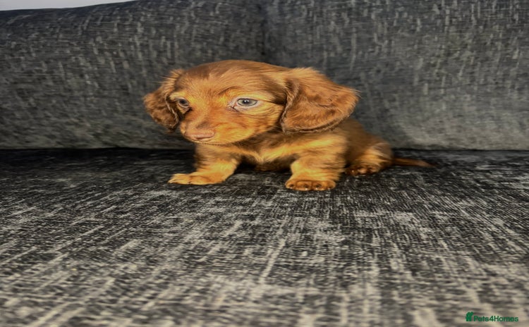 Miniature Dachshund dogs Champion Longhaired Miniature Dachshund Puppies - Advert 6