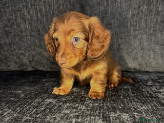 Miniature Dachshund dogs Champion Longhaired Miniature Dachshund Puppies - Advert 4