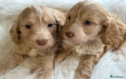 Cockapoo dogs for sale: F1 Cockapoo’s  - Image 5