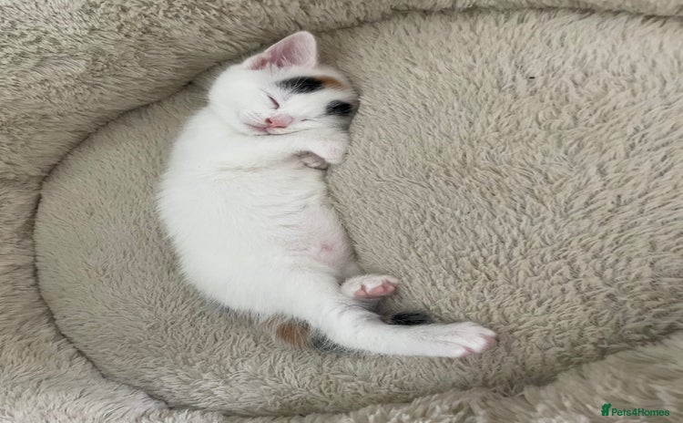 Turkish Van cats - Advert 2