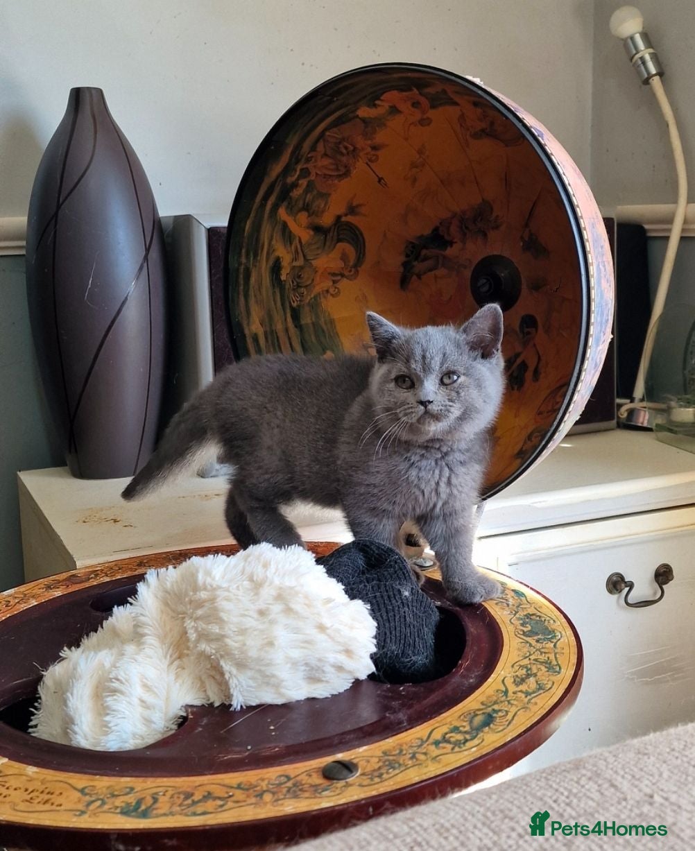 British Shorthair cats Lovely pure British shorthair ready  - Advert 1