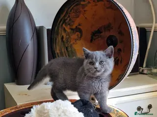 British Shorthair cats Lovely pure British shorthair ready - Advert 1