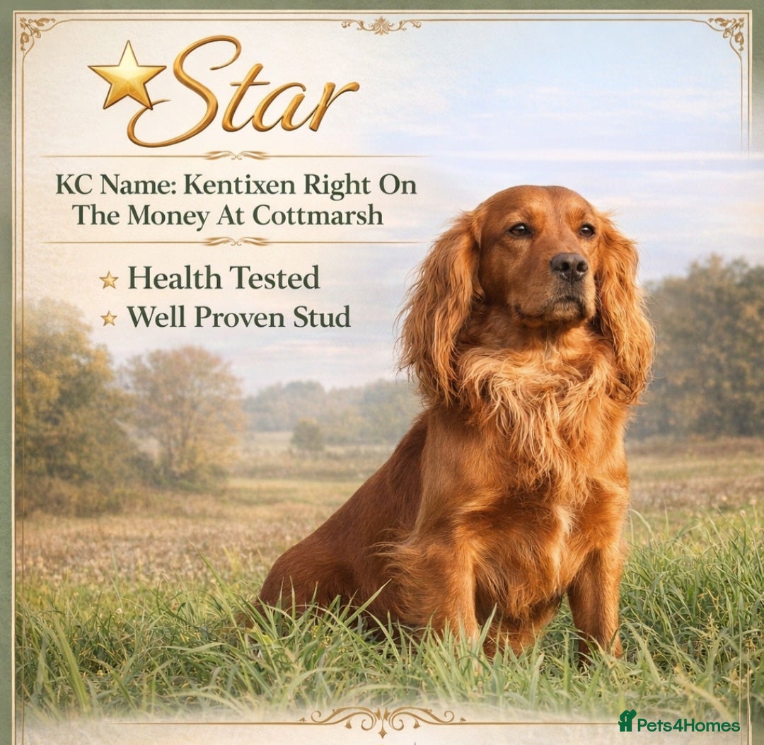 Cocker Spaniel dogs DARK RED KC HEALTH TESTED WORKING COCKER STUD - Advert 9