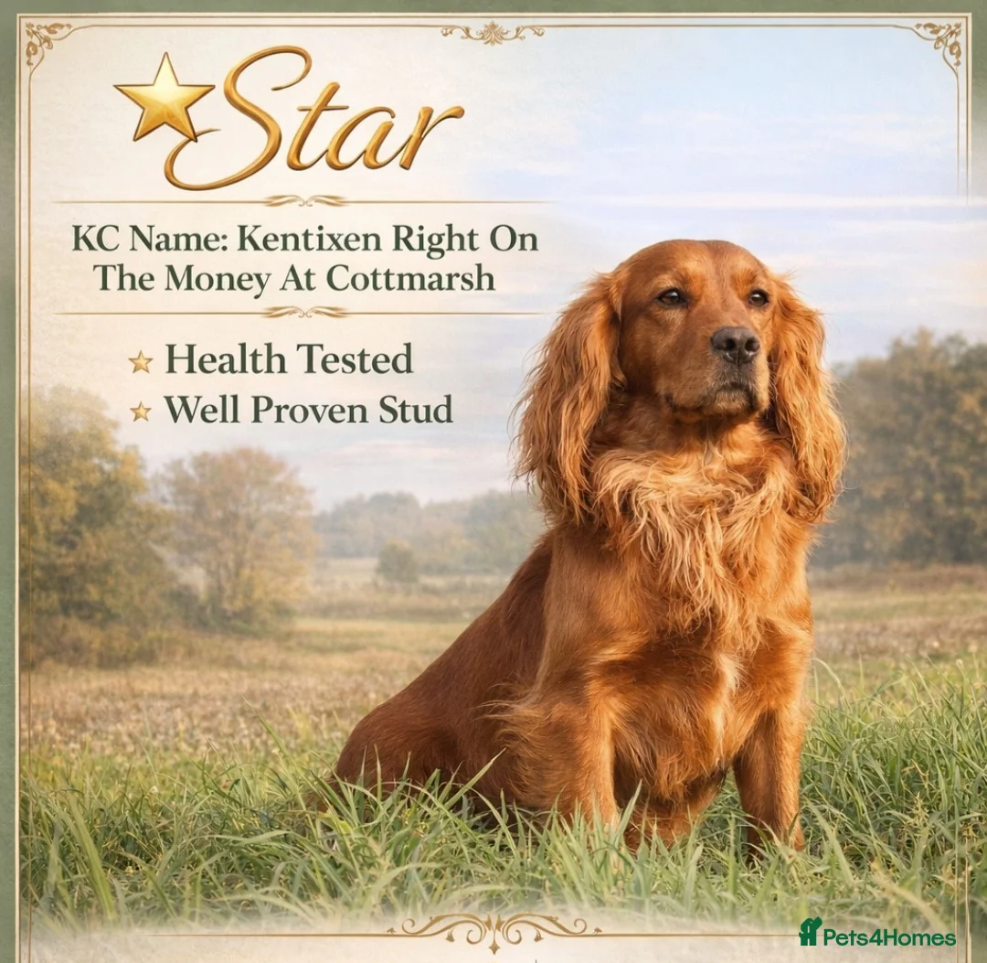 Cocker Spaniel dogs for stud: DARK RED KC HEALTH TESTED WORKING COCKER STUD - Advert 1