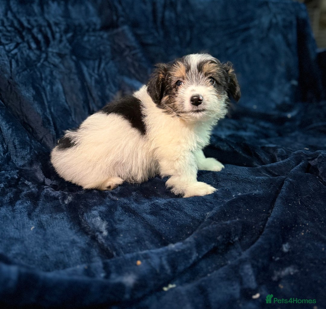 Mixed Breed dogs for sale: 3/4 spaniels 1/4 jack Russel puppy’s 🩷 - Image 8