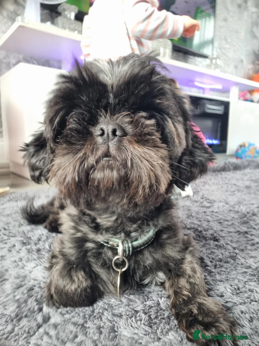 Shih Tzu dogs for sale: Imperial Shih tzu. 2 year old in Manchester - Advert 2