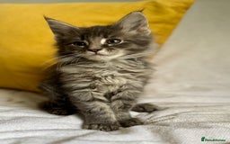 Maine Coon cats for sale: TICA Splendid Maine Coon  - Image 4