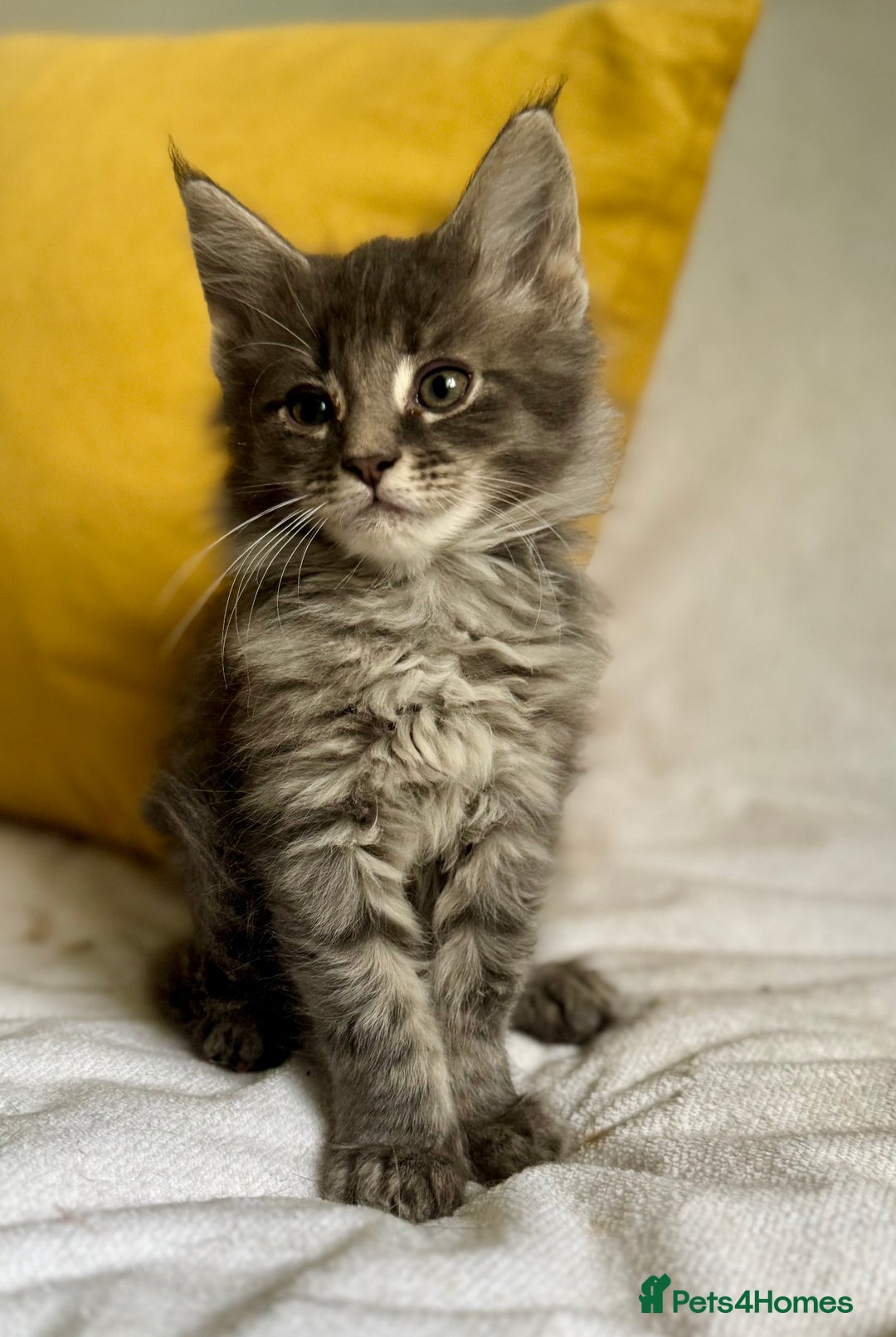 Maine Coon cats for sale: TICA Splendid Maine Coon  - Image 4