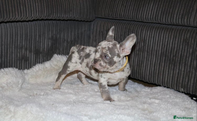 French Bulldog dogs - Advert 2