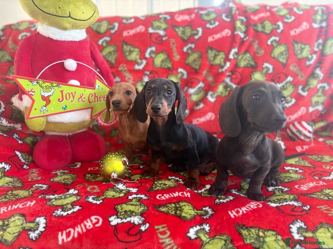 Miniature Dachshund dogs for sale: Beautiful babies ready for there5⭐️ home - Advert 1